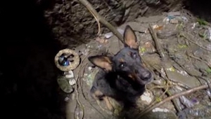 Kun pelastusmiehet menivät kaivon pohjalle pelastamaan koiraa, sen reaktio ja te