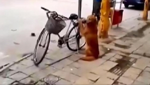 Koira vartioi omistajansa pyörää. Odotahan kun näet mitä tapahtuu 45 sekunnin ko