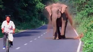 Elefantti hätyyttelee pyöräilijää, mutta odotahan kunnes näet miksi - mahtavaa!