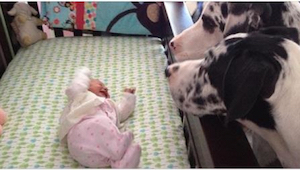 Mitä tapahtuu, kun vauvan jättää yksin koiran kanssa? Katso itse!
