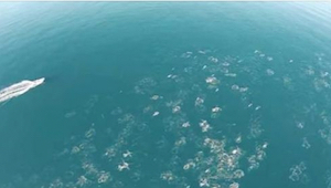 Mies kuvasi valtamertä drone-lennokilla. Se mitä hän onnistui kuvaamaan on uskom