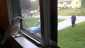 Kakadu seuraa ikkunasta ulkona olevaa omistajaansa. Katso, mitä tapahtuu, kun om