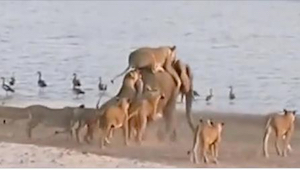 14 leijonaa hyökkäsi 6000-kiloisen eläimen kimppuun. Kun se pakenee veteen, tapa