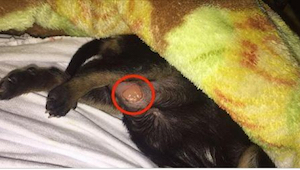 Eläinlääkäri ihmetteli outoa haavaa pennun vatsassa. Hänen löydöksensä oli järky