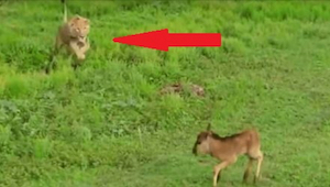 Leijona lähestyy pelokasta vasaa...tämä video sai asiantuntijat äimistymään!