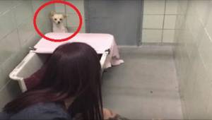 Pelästynyt koira piiloutuu nurkkaan, mutta nähtyään mitä vapaaehtoistyöntekijä p