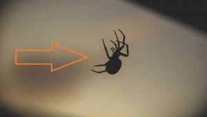 Tämän näppärän kikan avulla hämähäkit katoavat kodistasi lopullisesti.