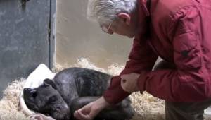 59-vuotias simpanssi oli niin sairas, että se ei halunnut edes syödä. Sitten se 