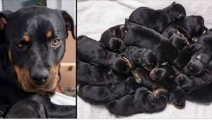 Rottweiler alkaa synnyttää. Kuudennen pennun jälkeen omistaja ymmärsi tehneensä 