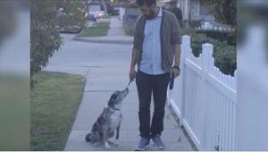 Mies otti vanhan hylätyn koiran. Eräänä päivänä kävelyllä koira lakkaa reagoimas