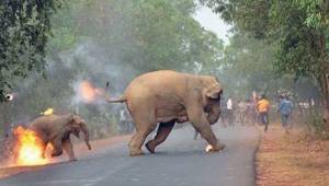 Se mitä elefanteille tapahtuu Intiassa, on todella ikävää. Eikö kukaan todellaka