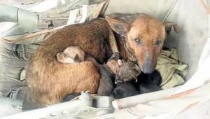 Kulkukoira hoiti hylättyä vauvaa - koirilla on suurempi sydän kuin joillain ihmi