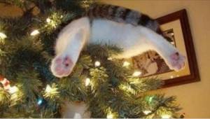 Nämä kissat eivät tiedä että joulukuusta ei saa koskea. Katso hauska video.