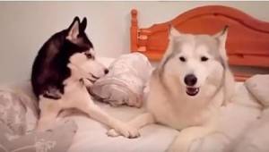 Se kuinka nämä kaksi koiraa riitelevät, saa aikaan hervottomat naurut!