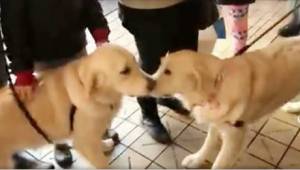 Kaksi koiraa, jotka eivät tunne entuudestaan, juoksevat toistensa luo myymälässä