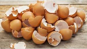 9 syytä, miksi kananmunan kuoret kannattaa ripotella puutarhaan pois heittämisen