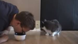 Hän teeskentelee syövänsä kissan ruuan kulhosta. Lemmikin reaktio? Korvaamaton!